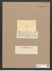Asterionella glacialis Castr. (de-Toni-Nr.: Genus 70, Species 2697) Zeichnungen Sammlung Grunow Nr. 5529 (NHMW-BOT-W0373978)